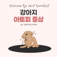 강아지 아토피 증상과 발생 원인