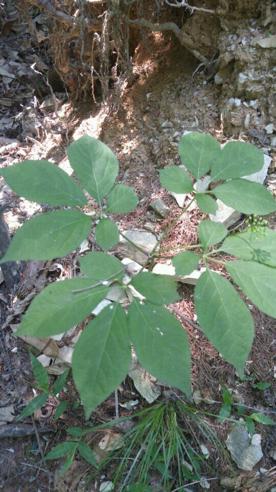 [5년 전 오늘] “약초 산행~ 산삼(산삼효능, 종류, 성장, 나이)” : 네이버 블로그
