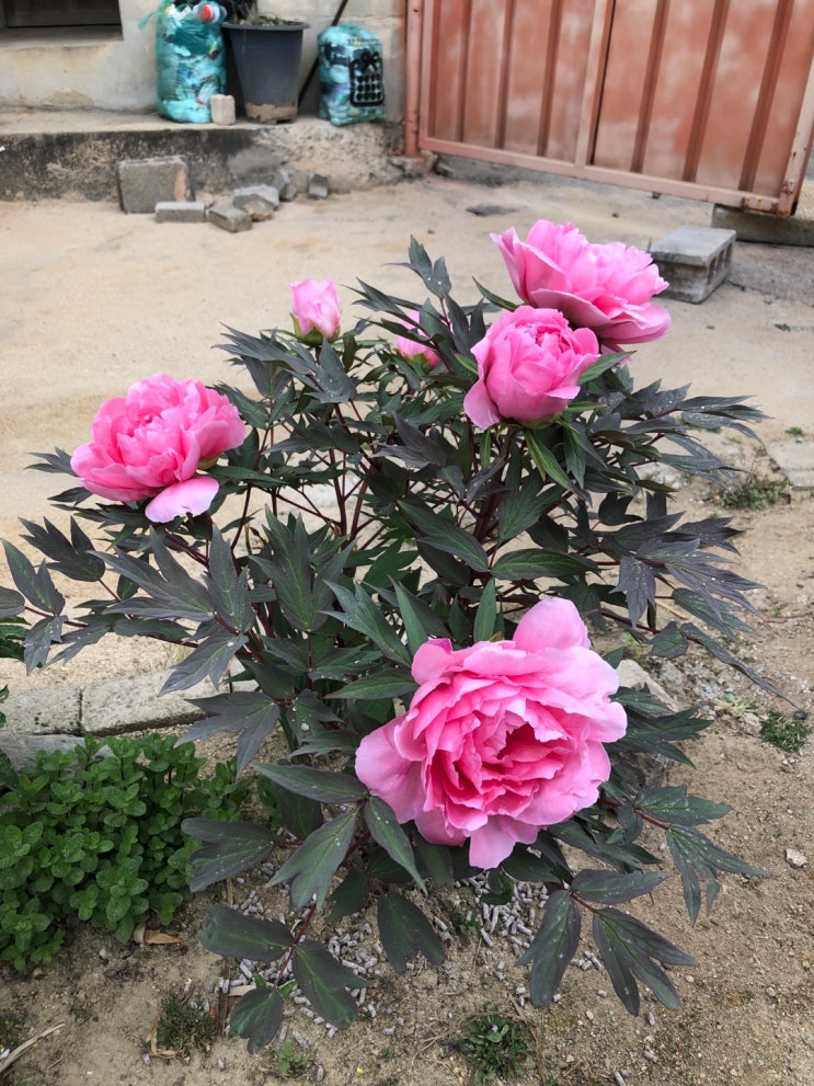 목단, 목단꽃, 겹목단 설영도화, 권엽홍, 황관, 개량꽃목단 구경오세요~ : 네이버 블로그