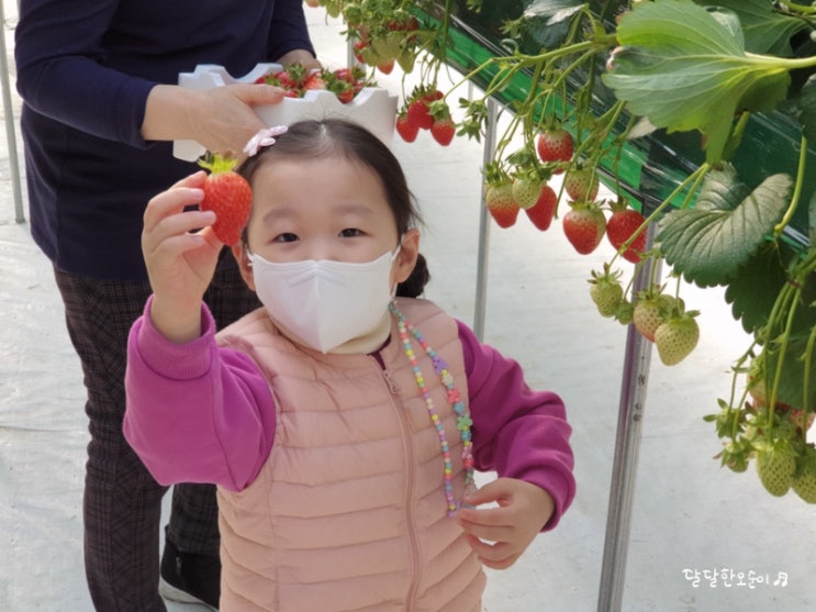 인천 딸기 따기 체험 :: 딸기의 하루