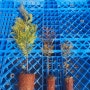 편백나무 피톤치드 효능 농장출하