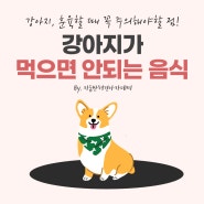 강아지가 먹으면 안되는 음식 주의하세요!