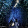 [울산여행]울산 가볼 만한 곳, 태화강 국가 정원 은하수길 야경 보러 가기!