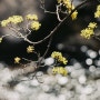 필름사진으로 찍은 구례 산수유꽃