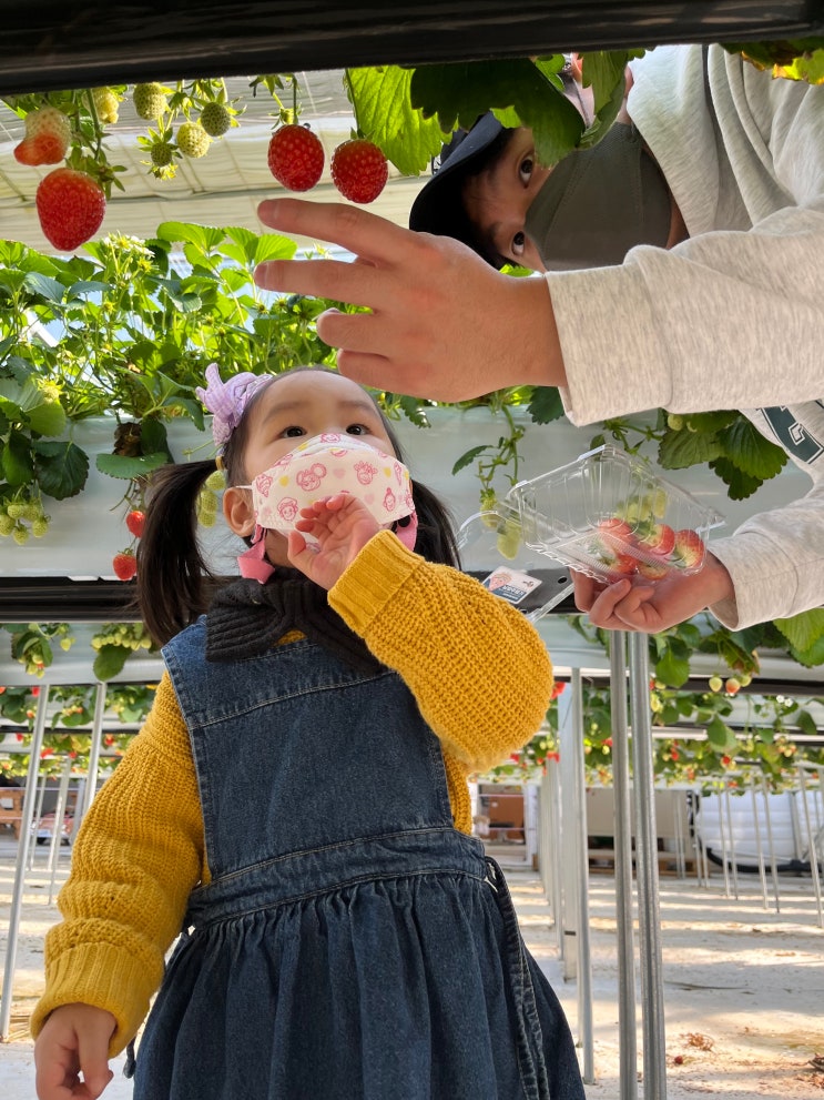 4세 아기 딸기따기체험 : 남양주 별마을딸기체험농장 후기