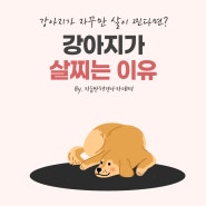 강아지가 살찌는 이유는 과연?