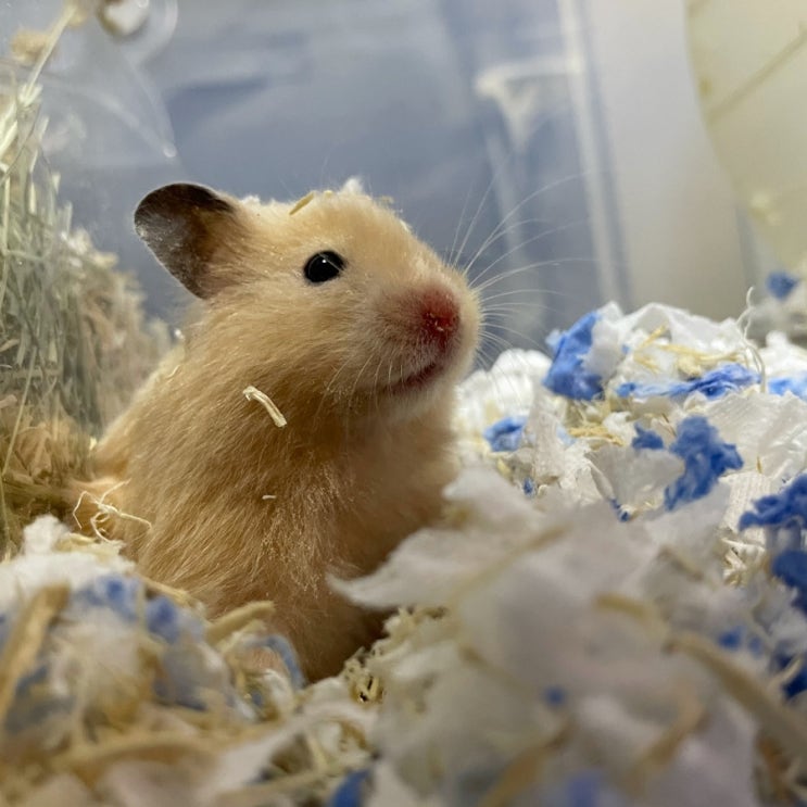 black-eyed-cream-syrian-hamster