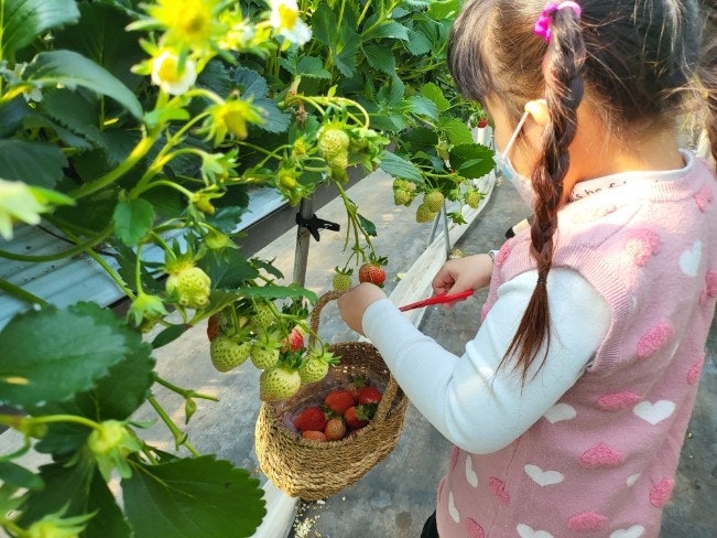 통영 듬뿍농원 딸기체험, 딸기정원케이크만들기 아이랑딸기체험