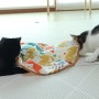 고양이용품 / 심심한 고양이 모여라~리스펫 자동장난감 멀티 꼬리잡기!