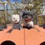 오산 반려동물 테마파크(강아지 놀이터) 주차, 티켓발권 및 이용안내