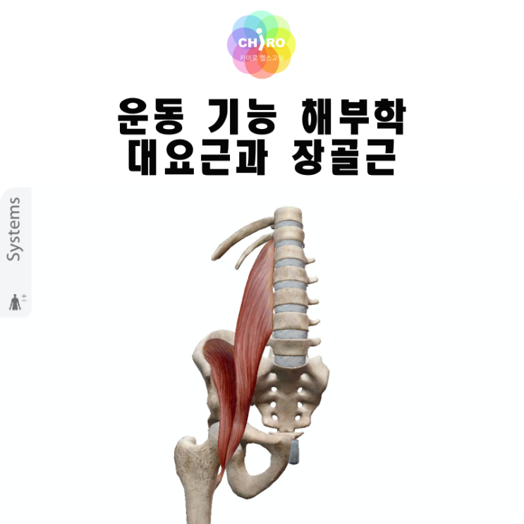 대요근과 장골근(Psoas major and iliacus) 기능 해부학 - 골반교정 방법 : 네이버 블로그