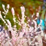 꽃작가 수은화가 전하는 2022년 3월 꽃축제 일정 정보
