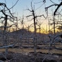 하늘아래농원 사과나무 전지 막바지 겨울 가뭄이 정말 심각해요