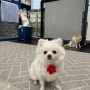 진접 오남 강아지유치원 애니멀하우스 우리순심이는 핵인싸!!!!