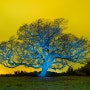 제주신목_폭낭(Poknang, the sacred trees of Jeju island)