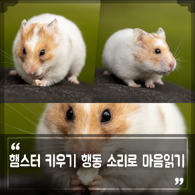 햄스터 라이프) 햄스터 키우기 어플 hamster life : 네이버 블로그