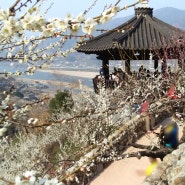 광양 매화마을 개화시기 봄꽃구경, 3월 가볼만한곳 전남 광양 매화축제 소식