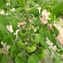 토마토 솎아주는시기 유기농토마토열매 솎아주기를 해요
