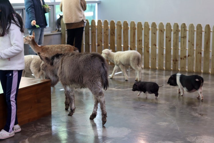 아이와 가볼 만한 곳 포항 실내동물원 와우쥬 포항점