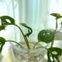 식집사 일기 #8 : 몬스테라 야단소니, 물꽂이 중 새 잎이♥