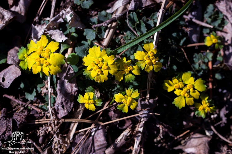 괭이눈속(Chrysosplenium) 몇 종 알아보기! : 네이버 블로그