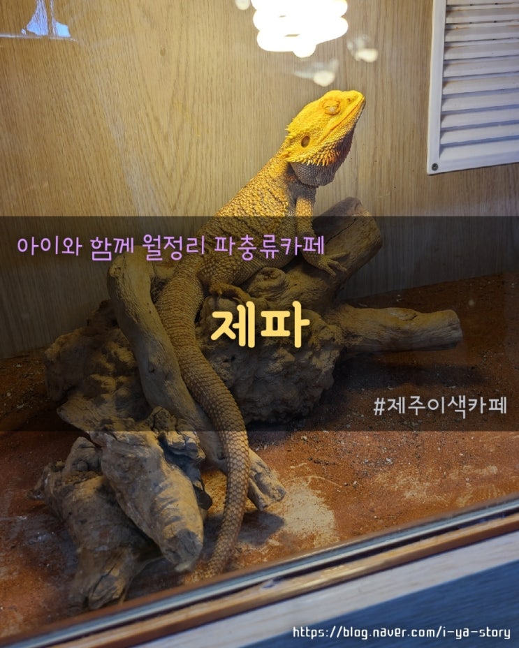 제주 이색체험카페 아이와 제주파충류체험 제파