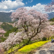 아름다운 자연속의 벚꽃 풍경 표주박 벚꽃 공원