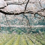라이카m3 필름카메라로 담은 하동 십리벚꽃길 필름사진