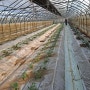 달기농장 세번째 토마토심기 유기농토마토정식을 마쳤습니다