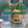 토끼 다리절단(Amputation) - 리틀쥬동물의료원