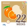 임신22주 : 일상, 비대면약처방, 턱단발, 블랭킷만들기, 노지캠핑, 초밥
