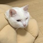 [코로나 확진일기] 고양이도 코로나에 걸릴까?/확진 4일차 증상