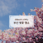 2022 부산 벚꽃 개화시기 및 농심호텔이 소개하는 벚꽃 명소