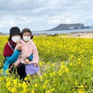 제주한달살이 16일차 : 2월 유채꽃 너무이쁘네:) 성산일출봉 - 유채꽃밭 - 섭지코지 만보넘게걷기! ㅎ