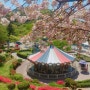 광주패밀리랜드에서 만난 겹벚꽃 청벚꽃 회전목마