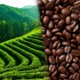 아시아 국가 중 유독 왜 한국만 '차'가 아닌 '커피'를 찾을까?
