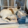 [ 고양이 심장병 hcm 합병증 ] 혈전증 혈전색전증 증상 혈전용해제 치료법 관리법 예후