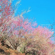 붉은매화 하얀매화 분홍매화, 역시나 아름다운 대한민국의 봄 / 매화마을