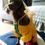 [3년 전 오늘] 코코네 우중산책 (World Famous Yellow Raincoat )