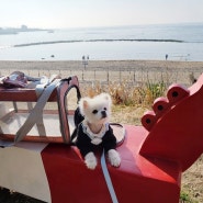 소유라이프 강아지이동장 따뜻해지는 날씨에 굿!