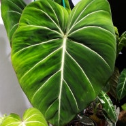 식물킬러의 관엽식물 키우기 - 글로리오섬 3자매