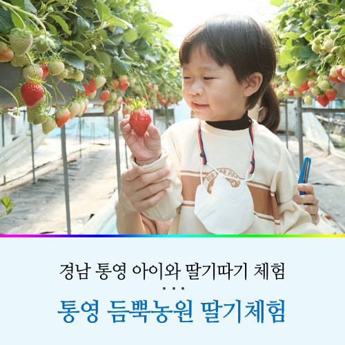 경남 통영 딸기체험 농장 듬뿍농원 아이와 가볼만한곳