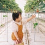 전남 광주근교 함평 나비랑 딸기랑 4세 아이와 함께 딸기따기체험