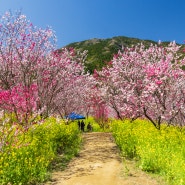 봄을 알리는 꽃의 축제 니시카와하나 공원