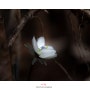 수리산 변산바람꽃