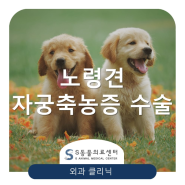 노령견 자궁축농증 수술 [송파구 거여동 마천동 북위례 동물병원 S동물의료센터