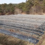 오미자 재배 - 밑거름 & 병충해 예방을 위한 석회유황융합제 살포