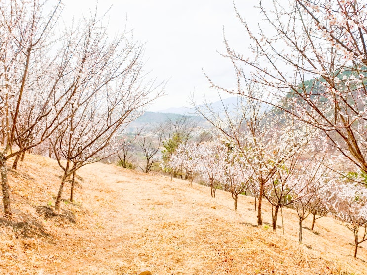 능전수목원_함안매화/부산근교봄꽃/경남봄꽃구경/창원근교매화...