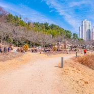 울산 벚꽃 명소 선암호수공원