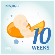 임신일기 - 임신 초기(10주~13주)